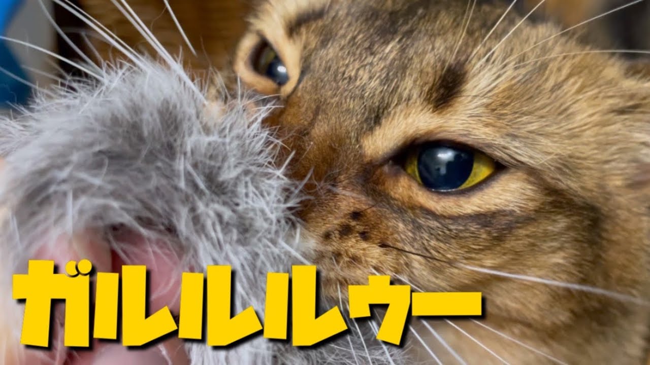 甘えたな性格のソマリ猫が凶暴化し止めに入るアビシニアン