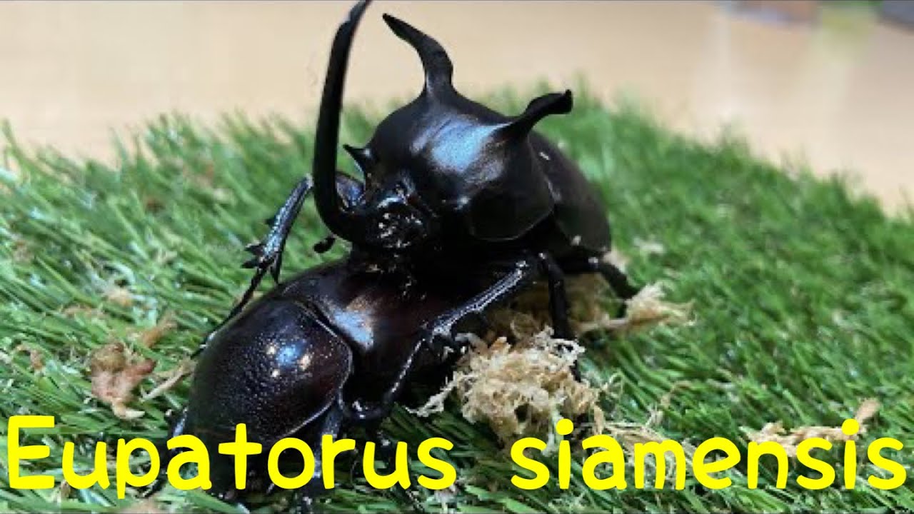 シャムゴホンヅノカブトどでかい産卵セット割ります。