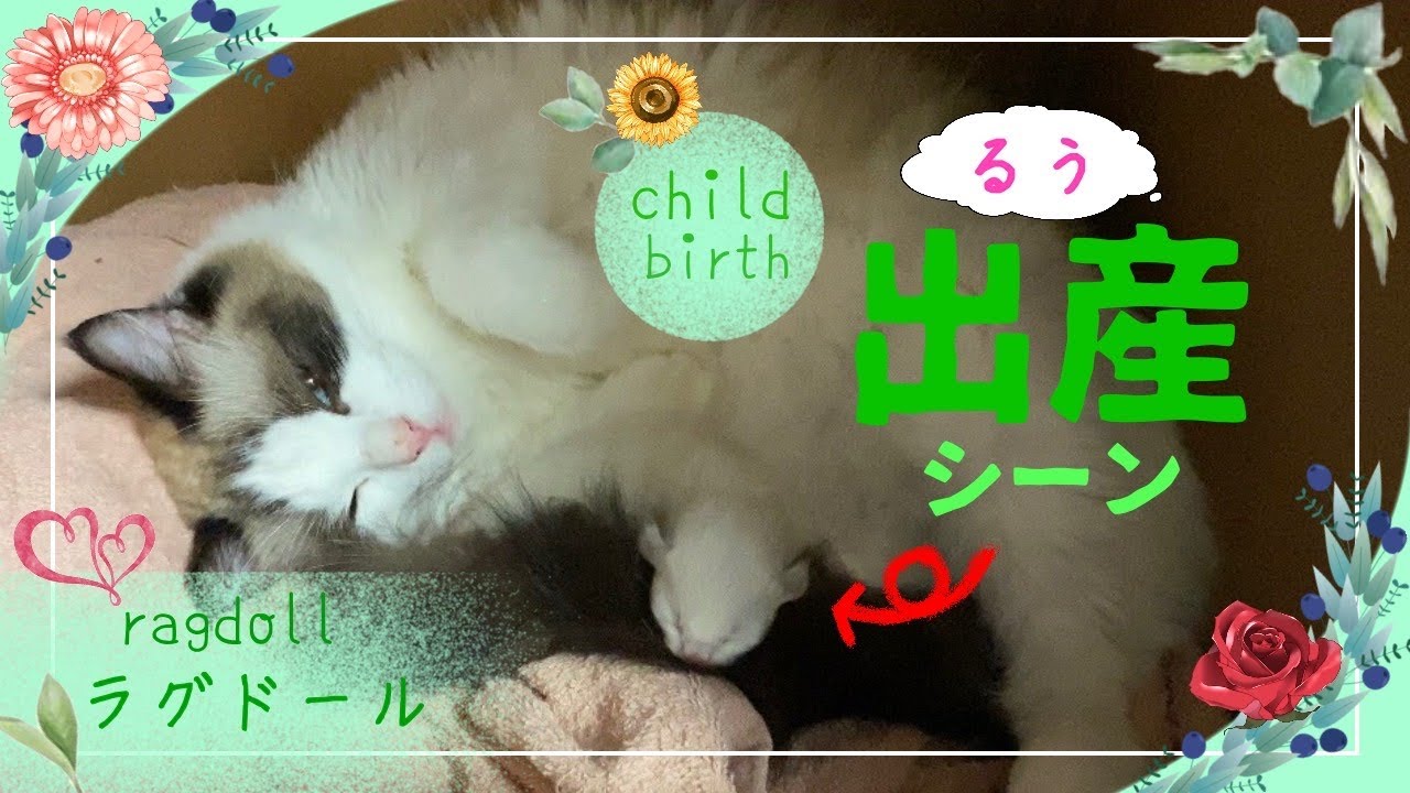 【閲覧注意】ラグドール猫ルウの出産シーン