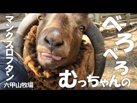 むっちゃんのベロベロ攻撃【六甲山牧場】どうしても袖が舐めたいマンクスロフタンのむっちゃん