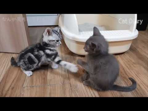 【Animal CATS】アメショとロシアンブルーの可愛い対決