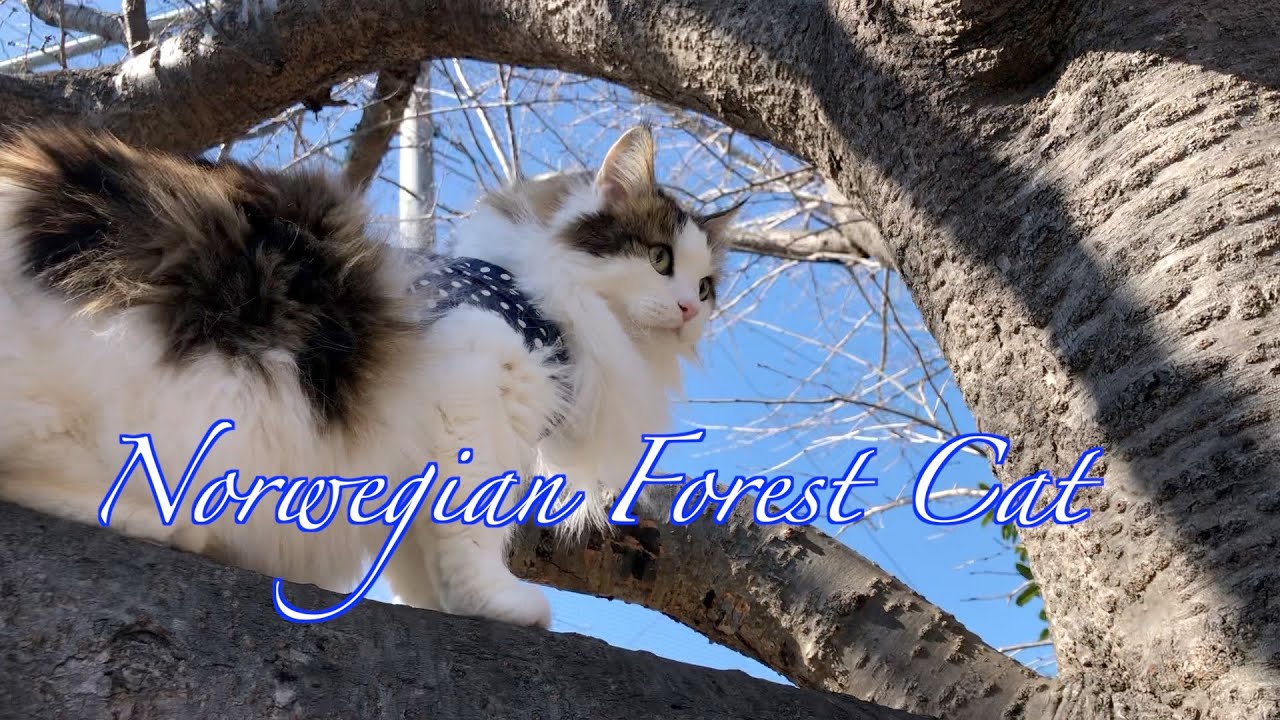 本来の姿？ノルウェージャンフォレストキャット・Norwegian Forest Cat