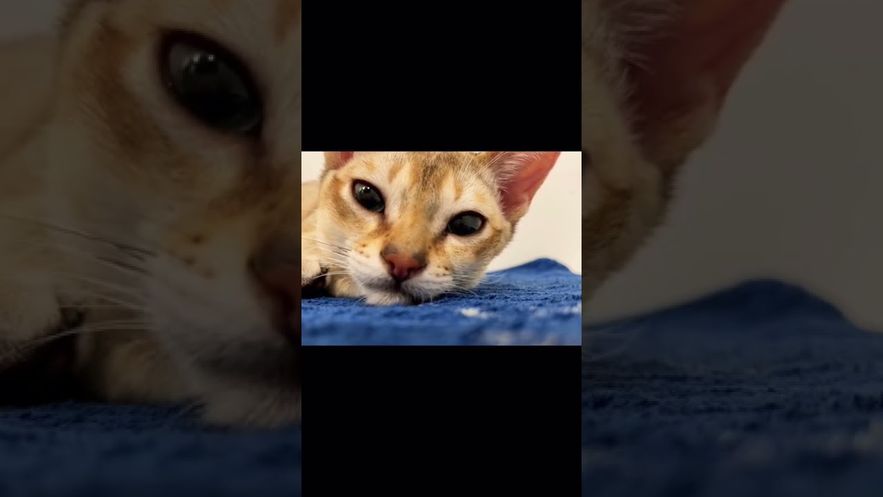 [シンガプーラ] アオくんの可愛いさが半端じゃない😭😭