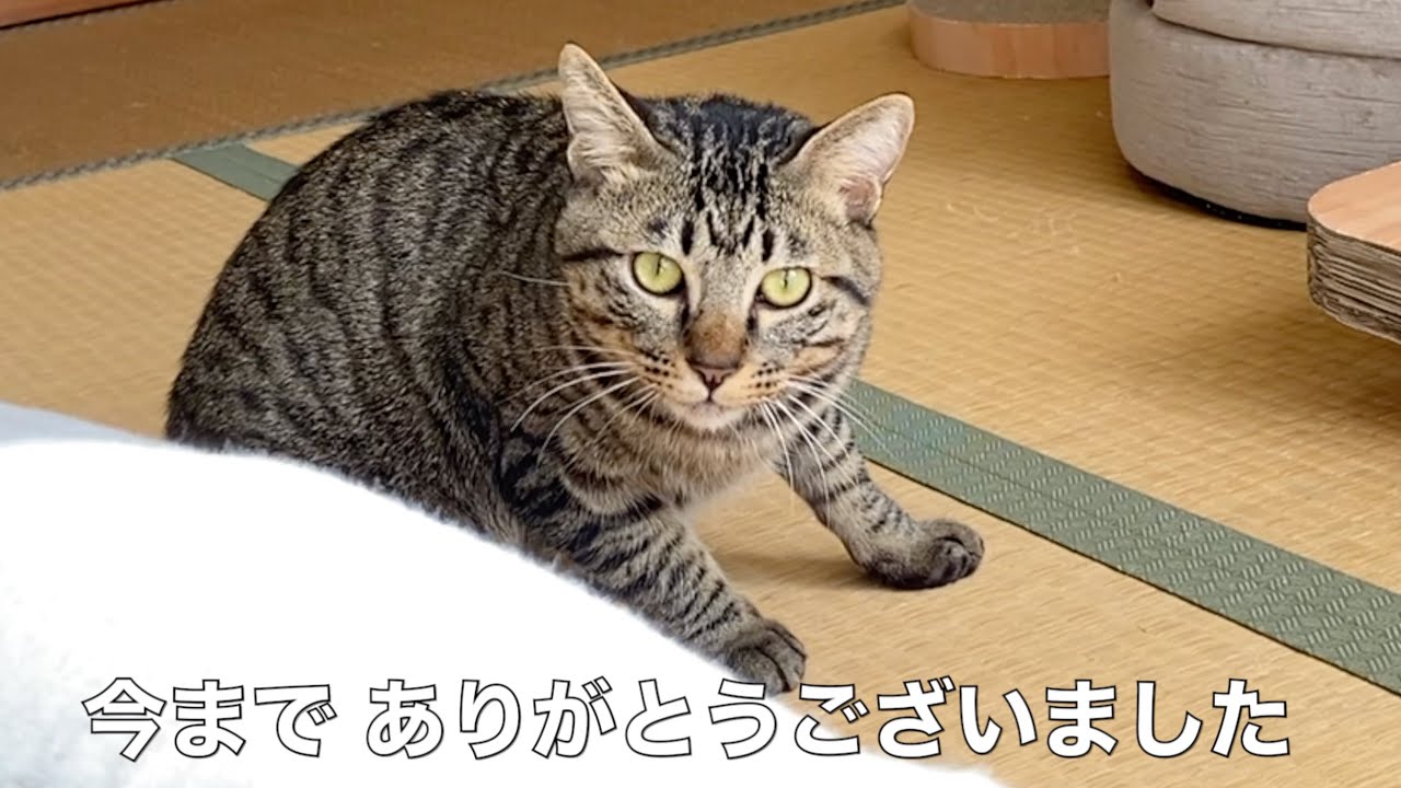 凶暴子猫ふくちゃん♂ 今までありがとう...