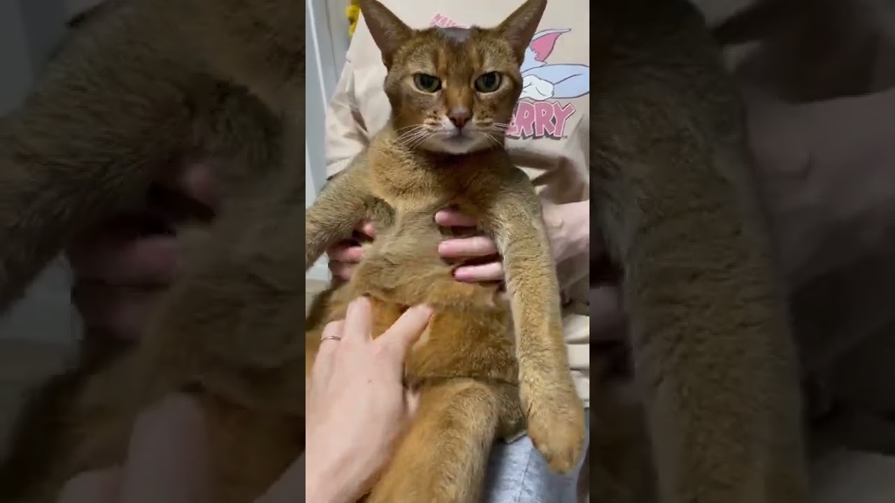 揉んでみた　アビシニアン　#9