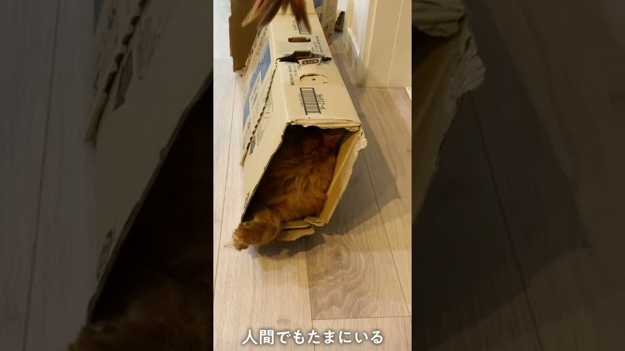 #248　ホームレスソマリ