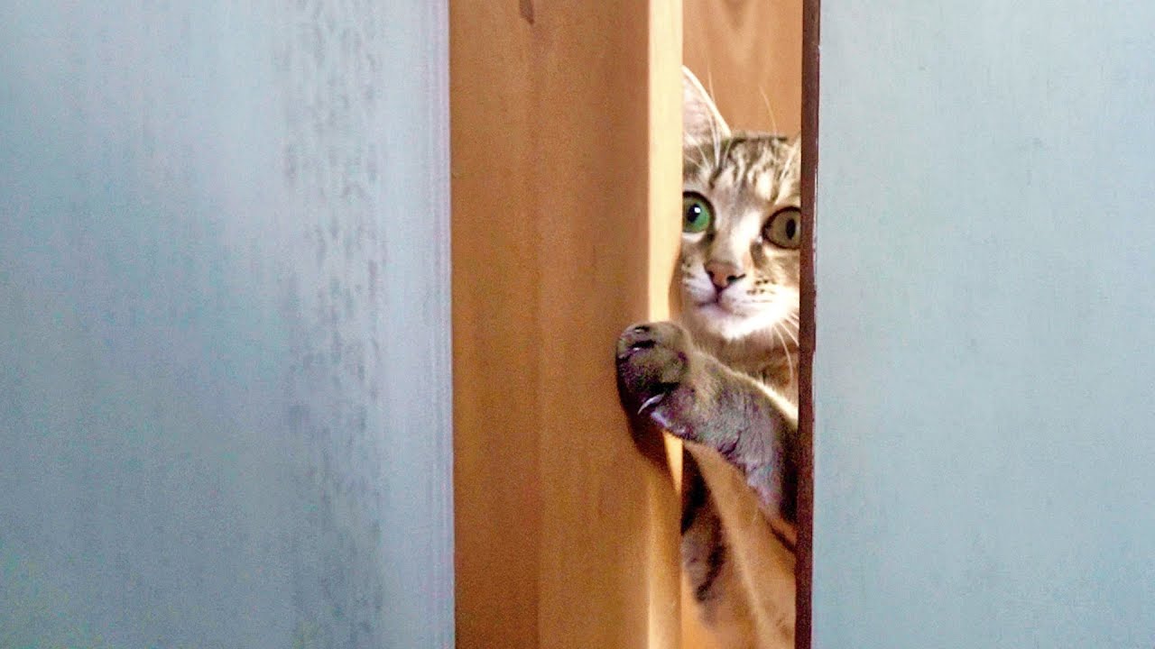 自分でドアを開ける賢い子猫の決定的瞬間を捉えました！笑