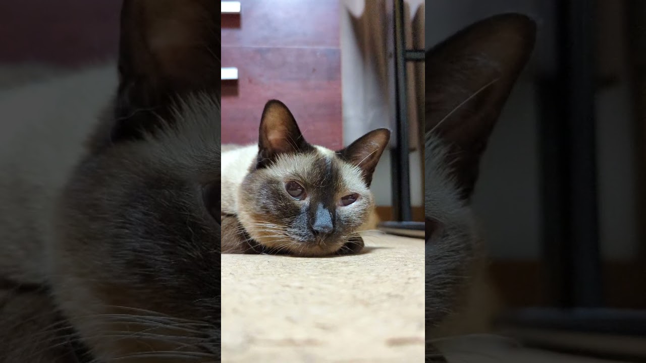 看てるシャム猫 - Cats stay there - #Shorts