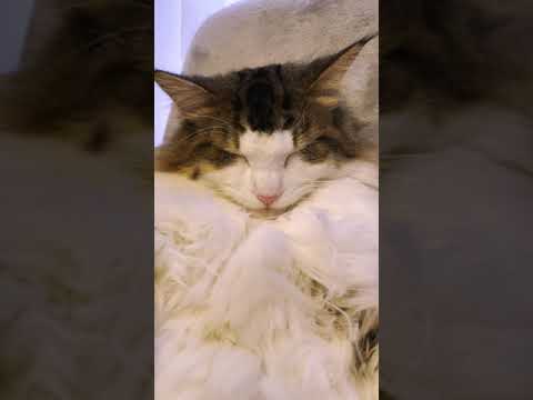 おっさん子猫なノエル［ノルウェージャンフォレストキャット］