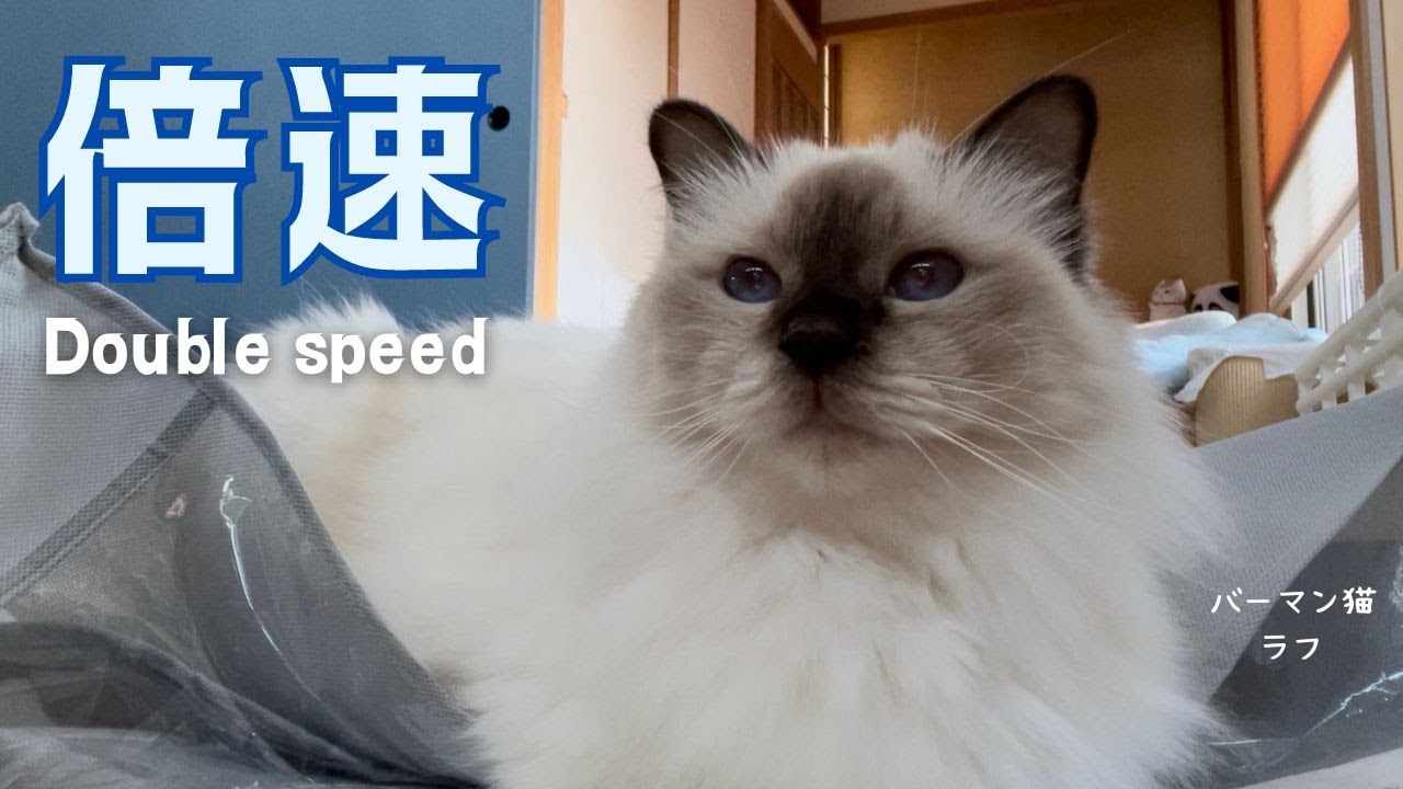 最近なんでも速いニャ【倍速】Double speed（バーマン猫）Birman/Cat