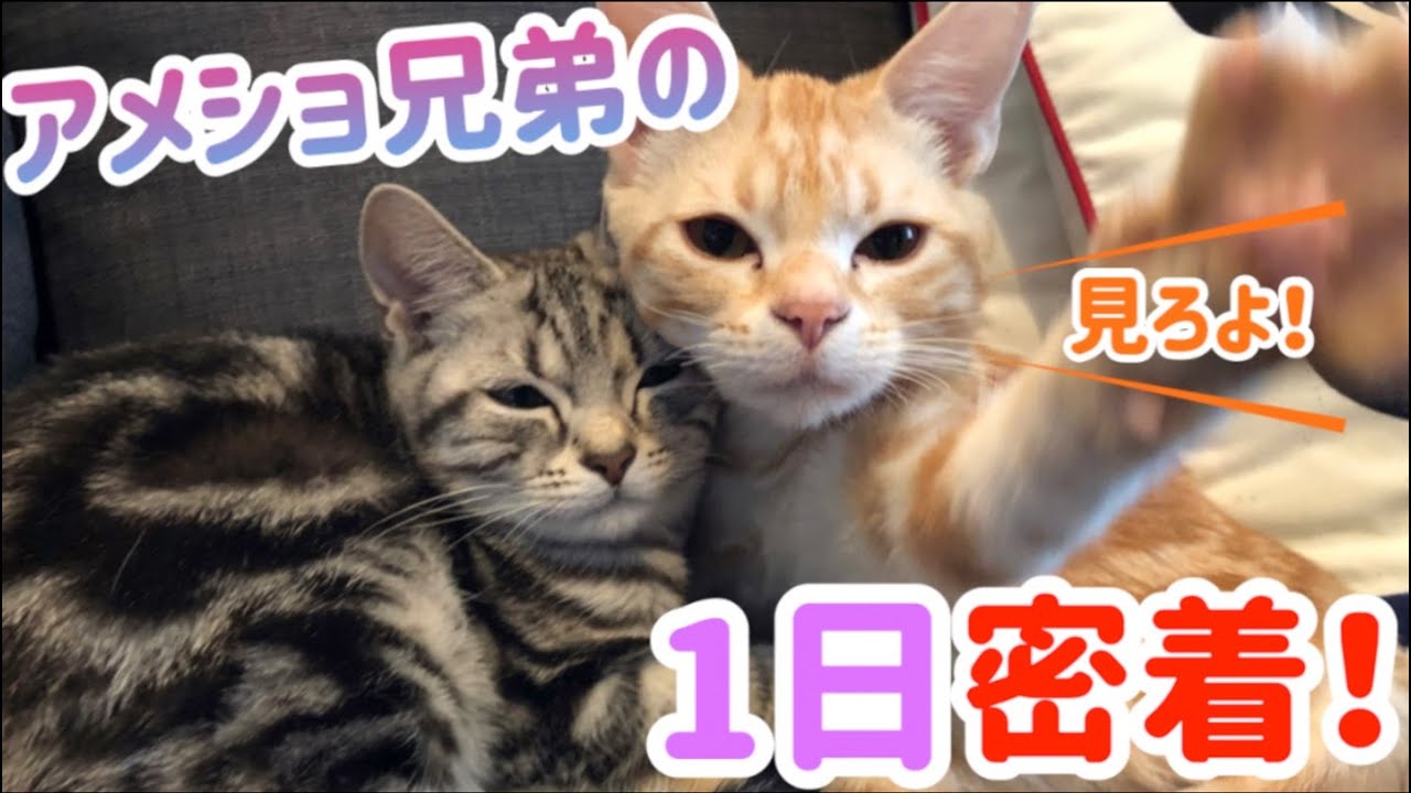 【一日密着】アメショ兄弟の波乱万丈な日常。