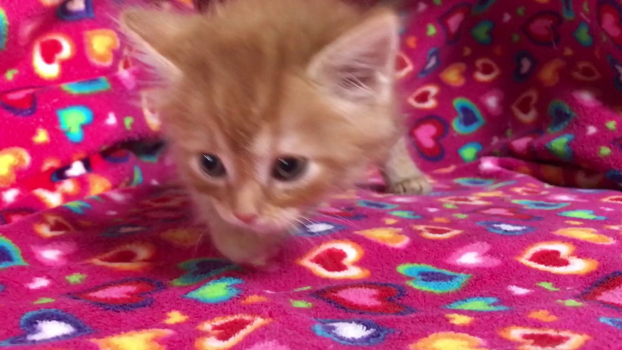 マンチカン ロングコートの短足くん