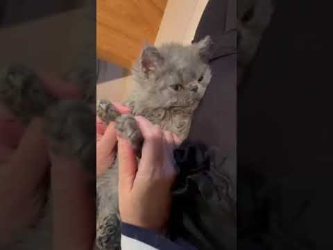 セルカークレックス 甘えん坊のクルクルカール