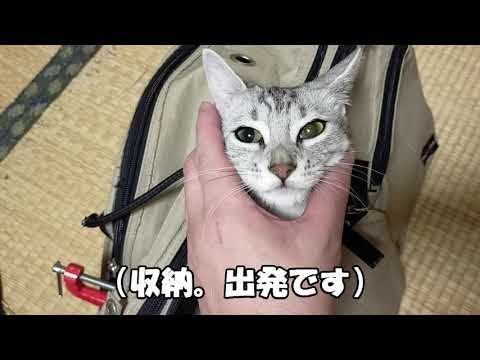 【エジプシャンマウはる】　初めての避妊手術（前半）