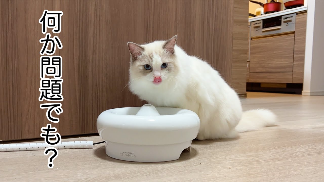 水を飲むのが下手過ぎる生後7ヶ月のラグドール
