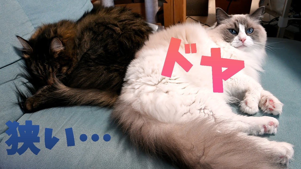 猫達のお昼寝、メインクーンは人気者です。