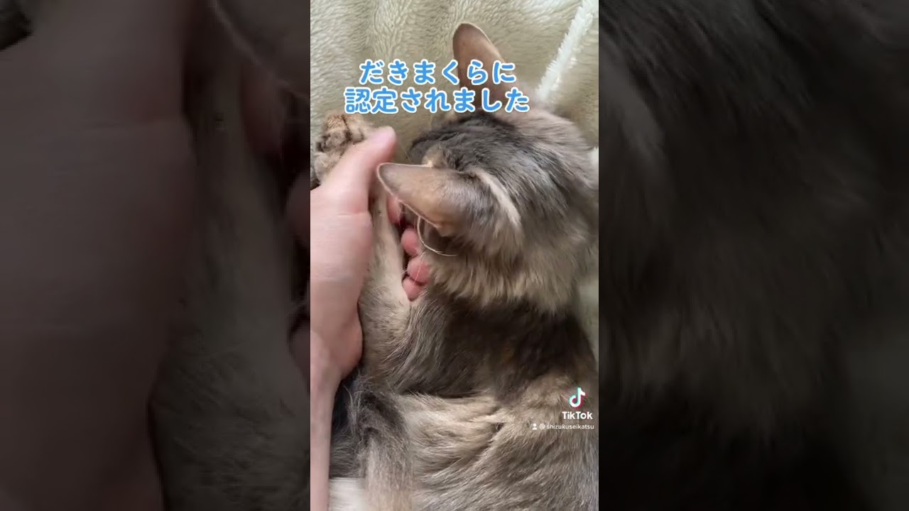 だきまくら認定。#猫 #cat #ソマリ #somali #ねこ