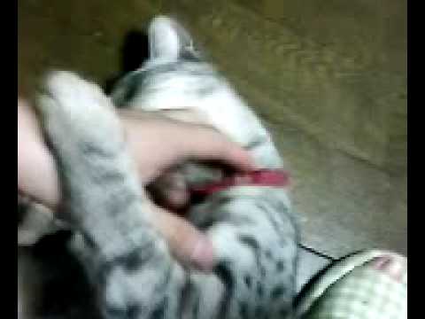 ペット動画/オシキャット