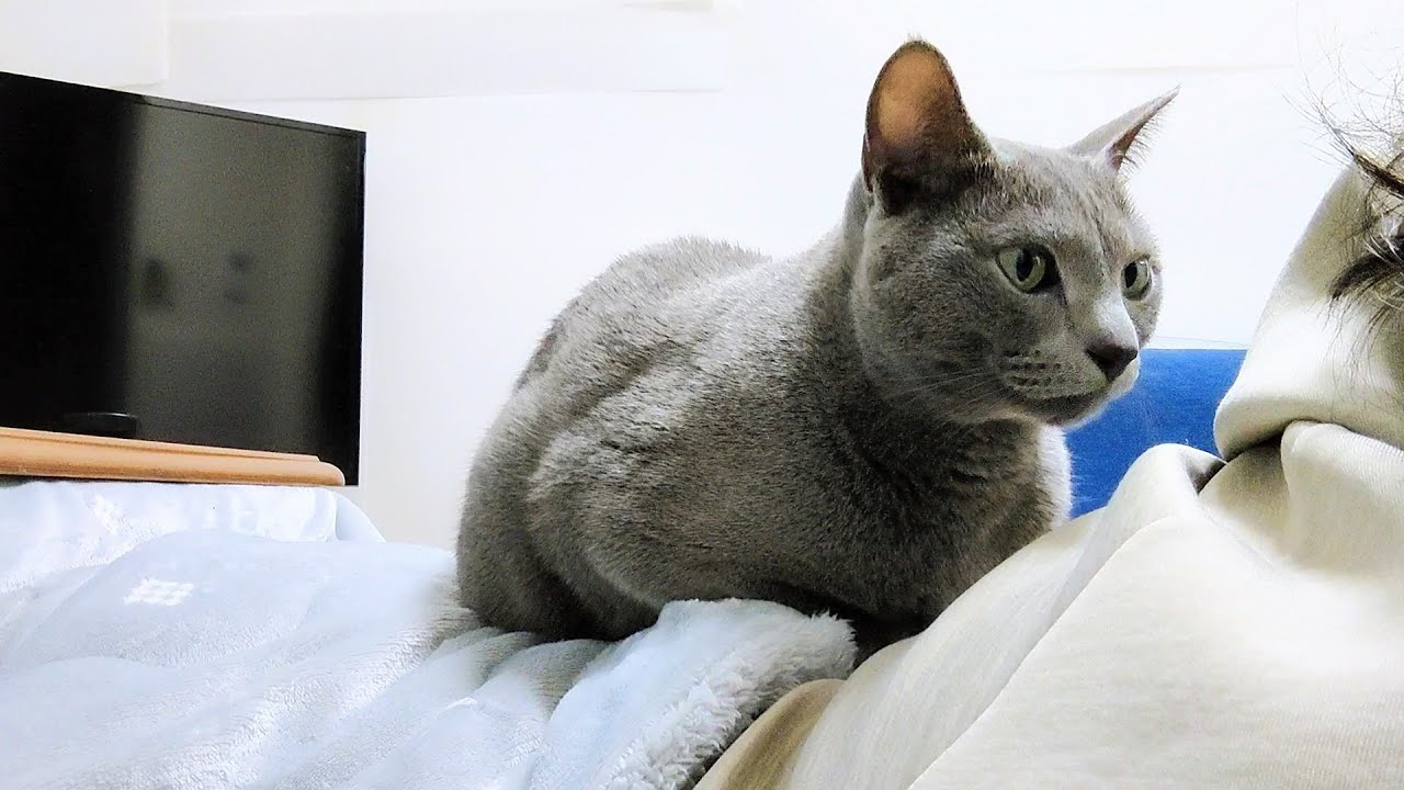 【猫動画】いつも嫁に寄り添ってくれるロシアンブルー【russianbule】Russian Blue who always snuggles up to his wife