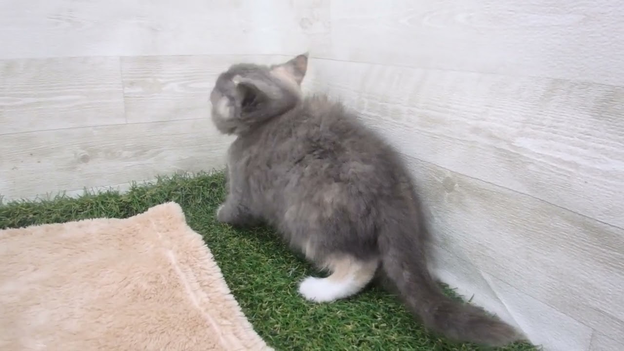 00591117 ブリティッシュショートヘアー