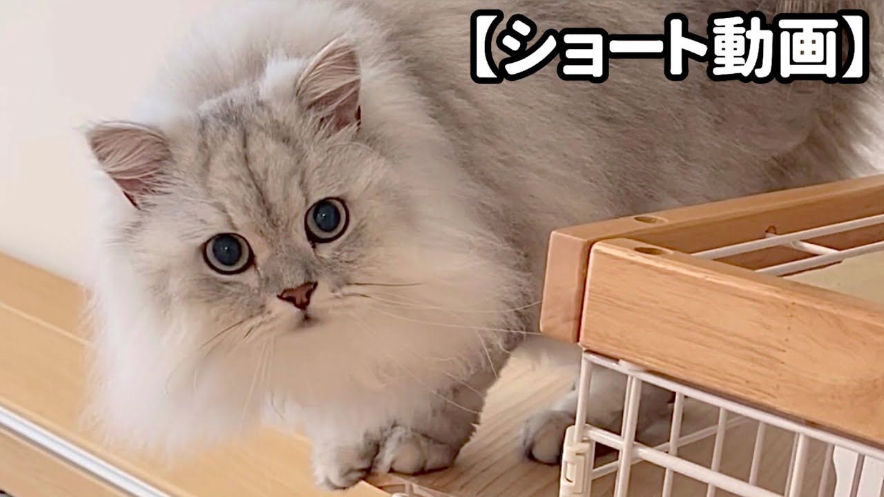 キャットタワーから降りるステップが複雑な猫 【サイベリアン】 #Shorts