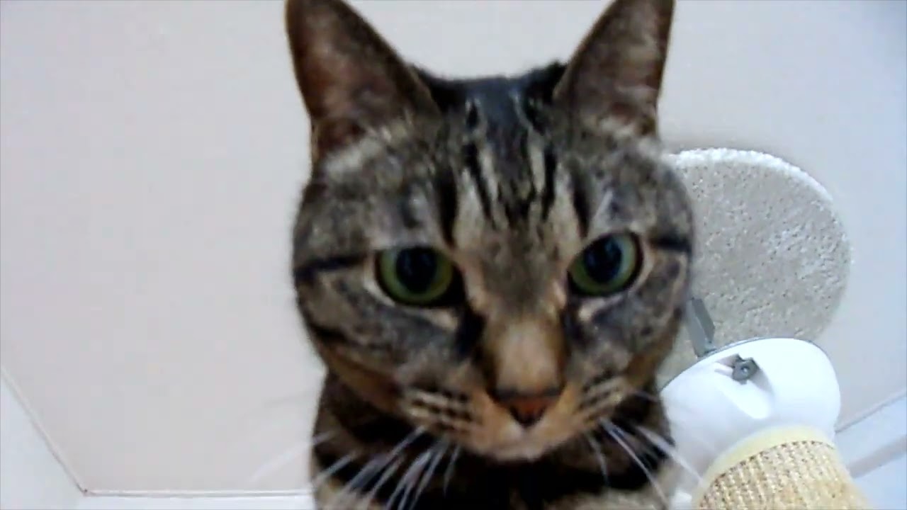 頂いたネズミのおもちゃで楽しく遊ぶミーちゃん😸【日本猫のミーちゃん】
