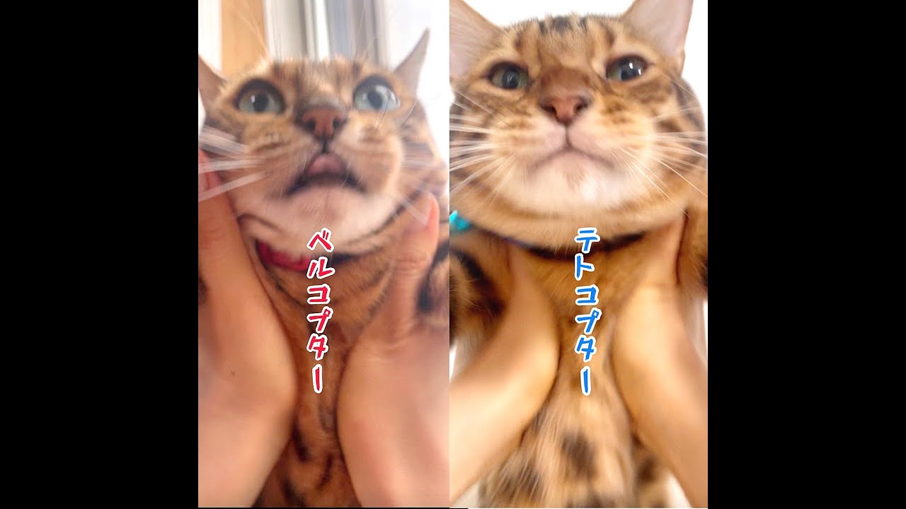 猫コプターベンガルファミリー5連発🚁 #shorts