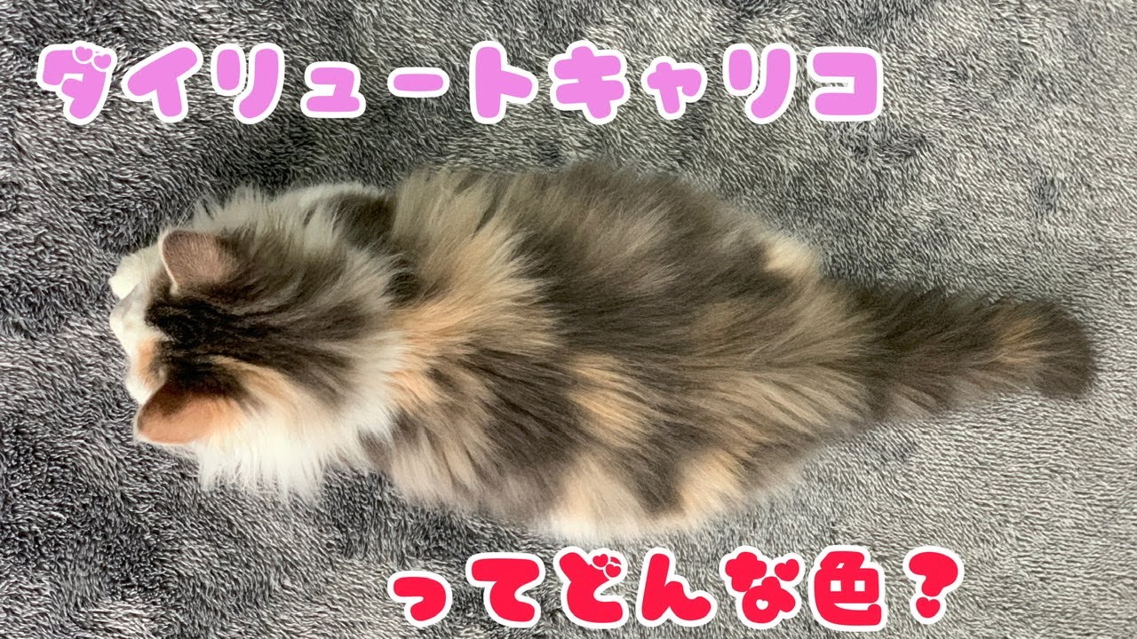 ダイリュートキャリコの説明です　　【ノルウェージャンフォレストキャットと三毛猫】