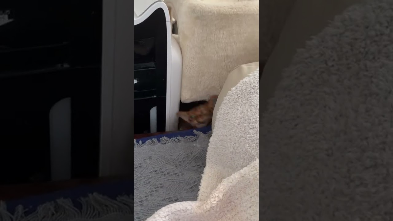 隙間から飛び出る可愛いアビシニアン　#shorts