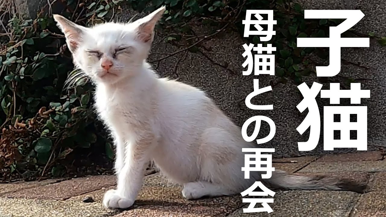 【子猫】母猫をやっとの思いで見つけるが…