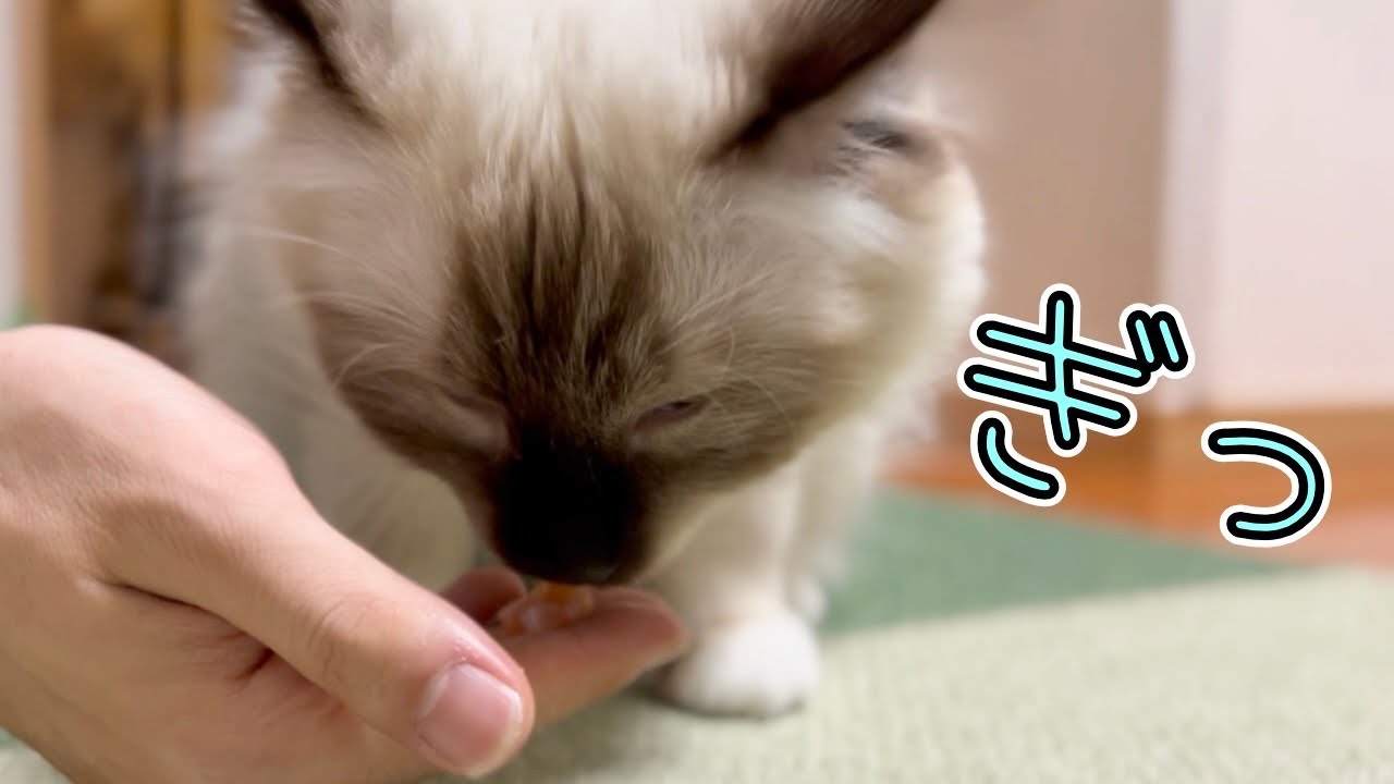 サーモンいただく猫の決め顔がなんか違う。【バーマン】