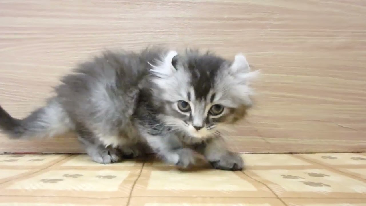 Coo&RIKU　No00611336 アメリカンカール