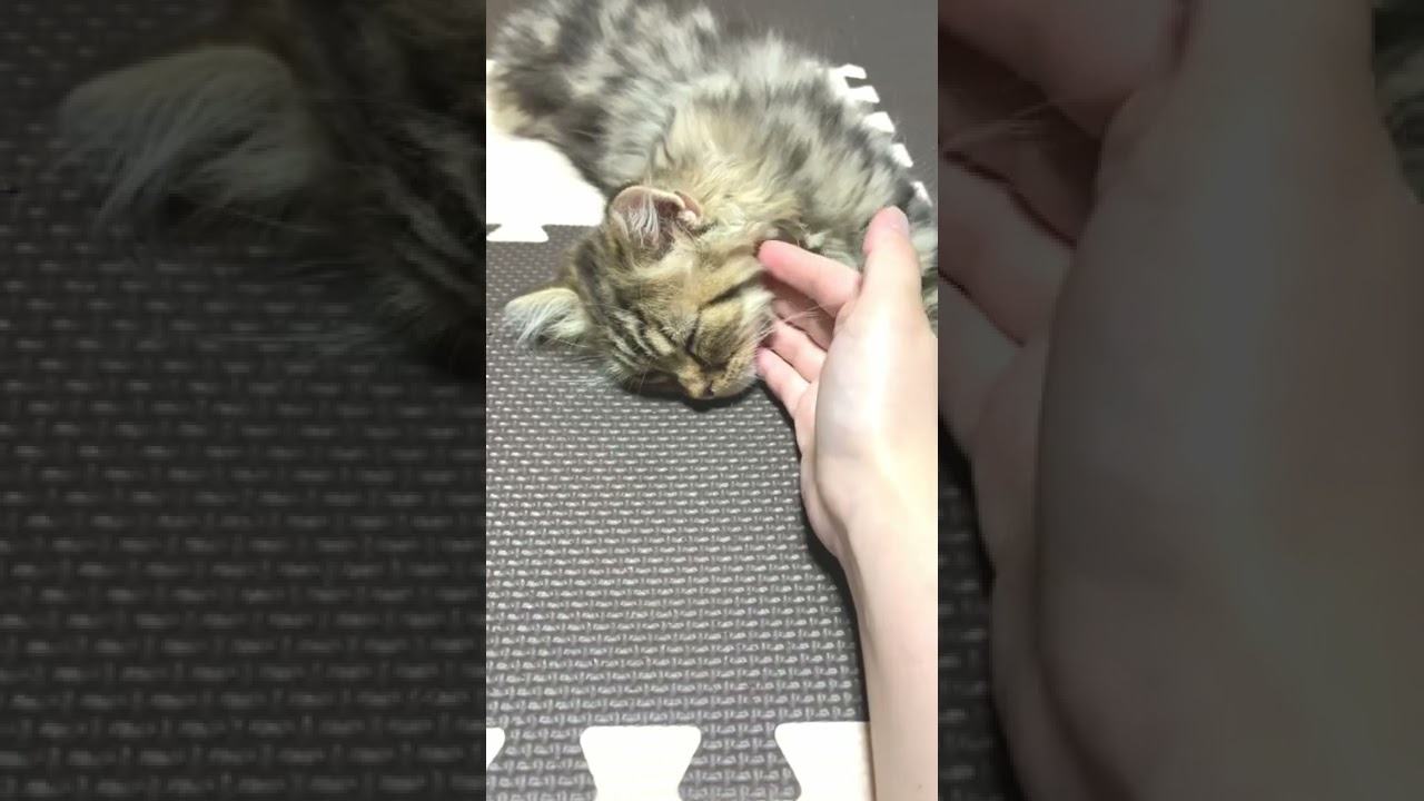 【20220630】やっぱりごろごろにゃんこ【猫・ラガマフィン】 #Shorts