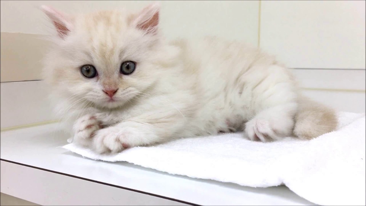 超短足にたっぷりの毛量のロングヘアー☆