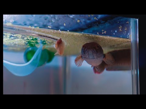 【5 month】バーミーズレッドフィン【スネークヘッド】