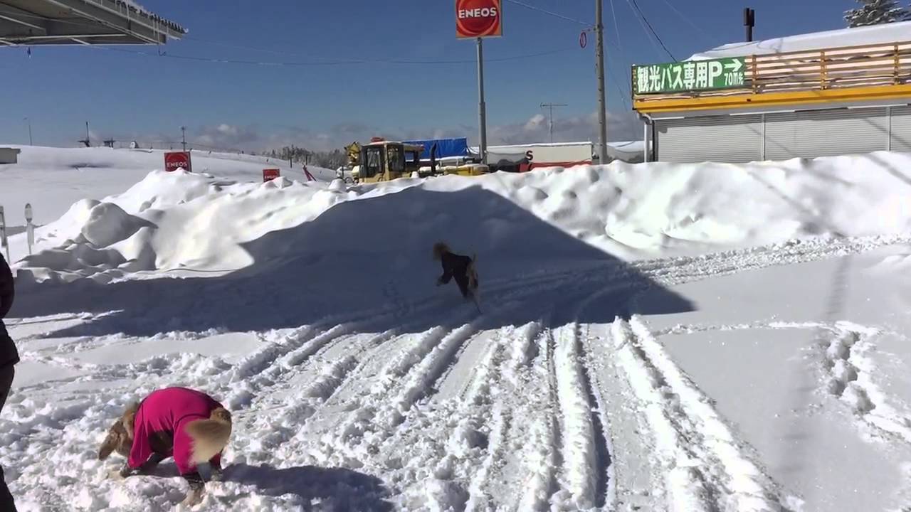 スノーシュー５