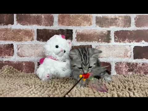 アメリカンショートヘアー 10/16♂