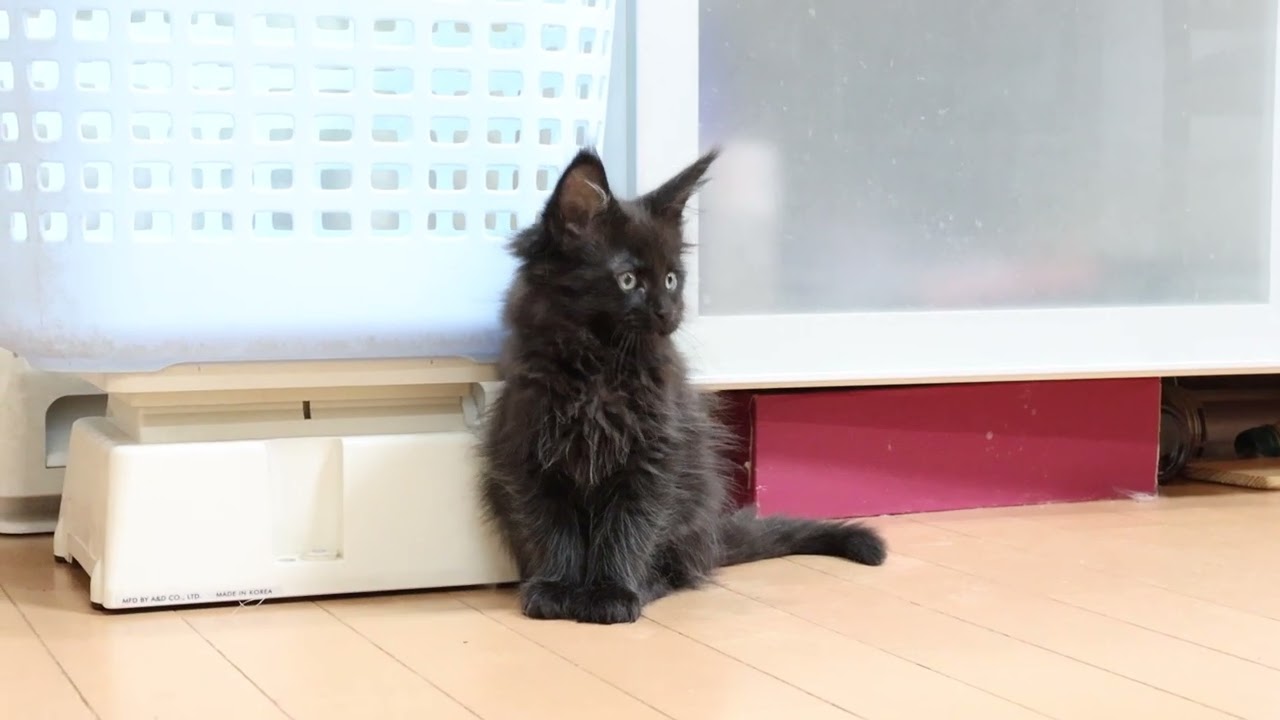 漆黒ブラックソリッドのメインクーン子猫