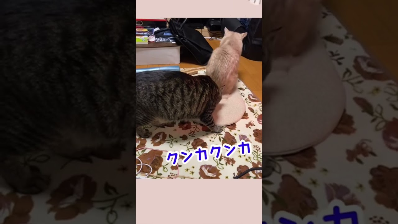 振られ続けて何年目😸#shorts #猫 #キジトラ #ソマリ #ねぇ