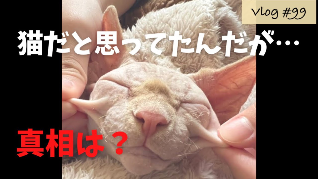 …犬なのかもしれない。【スフィンクス猫】