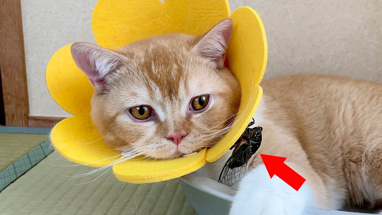 手術後、子猫がセミをつけて帰ってきた
