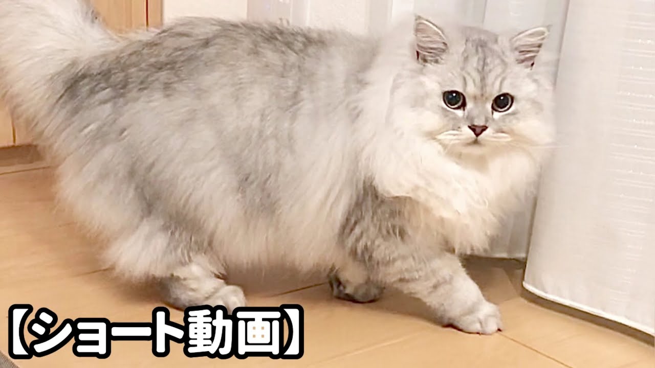 とにかく掘りまくる猫 【サイベリアン】 #Shorts