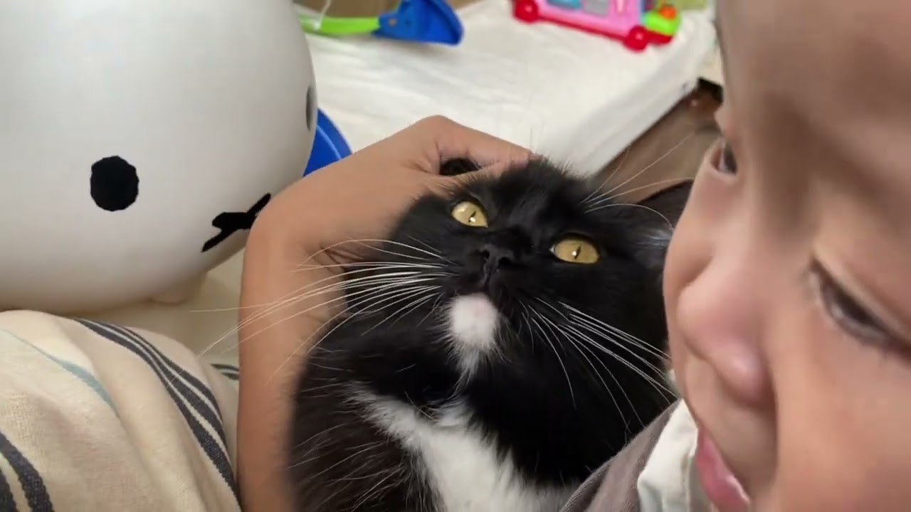 いつの間にか赤ちゃんより小さくなっていた猫　ラガマフィン　ノルウェージャンフォレストキャットA cat that was smaller than a baby before I knew it.