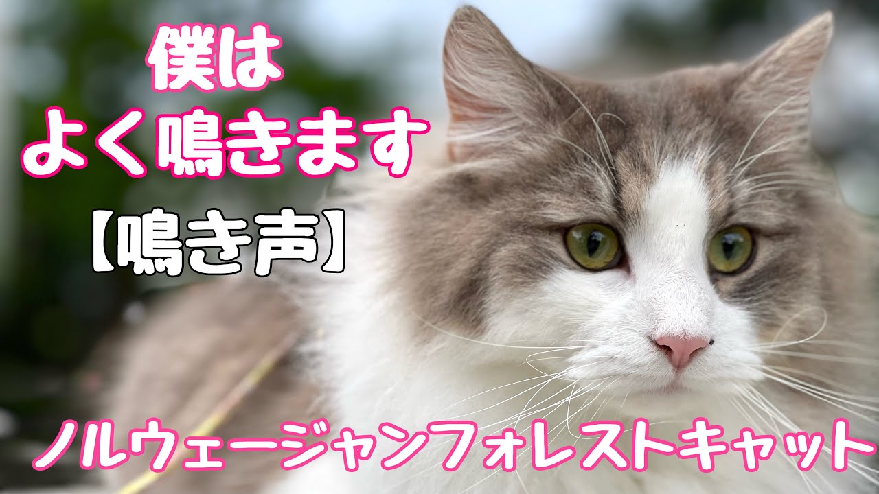 【ノルウェージャンフォレストキャット鳴き声】おしゃべり猫兄弟♡ずーっとにゃあ〜♪