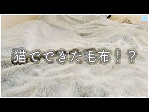 猫でできた毛布！？ - The Blankets made from cats!? シャルトリュー ニッセン 猫のような毛布