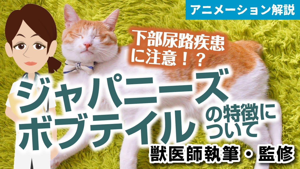 ジャパニーズボブテイルの特徴や気を付けたい病気など【獣医師執筆監修】