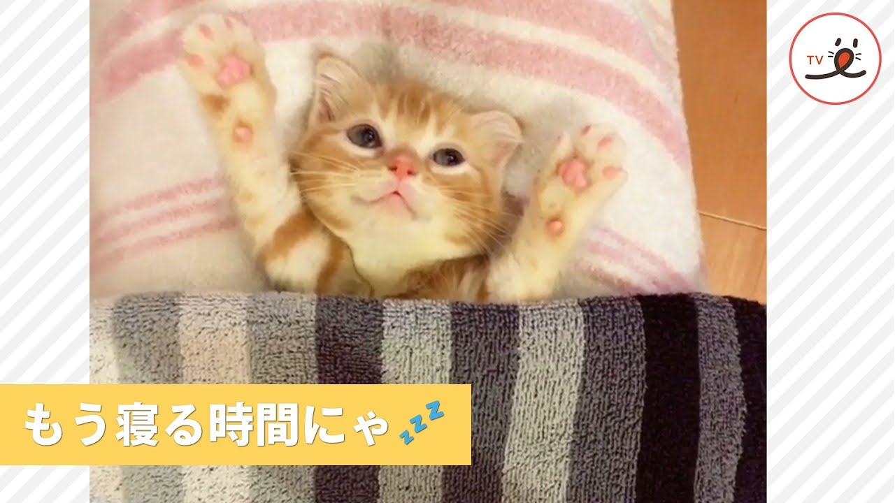 子猫ちゃん、おやすみ前の支度中【PECO TV】