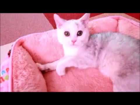 セルカークレックス 子猫 1807-00740