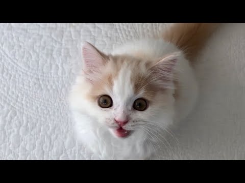 お出かけ行かないでと鳴き叫ぶ子猫【スコティッシュフォールド】