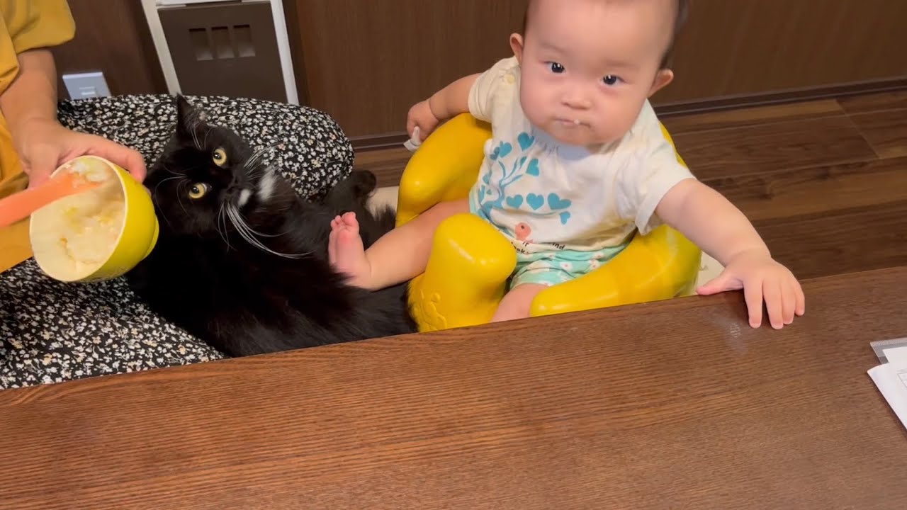 ママに甘えるのと引き換えに赤ちゃんから何度もモフモフされる猫　ラガマフィン　A cat being petted by a baby using its paws